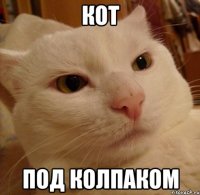 Кот под колпаком