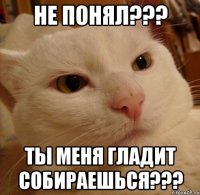 НЕ ПОНЯЛ??? ТЫ МЕНЯ ГЛАДИТ СОБИРАЕШЬСЯ???