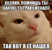 хозяин, помнишь ты какую-то траву искал? так вот я её нашел