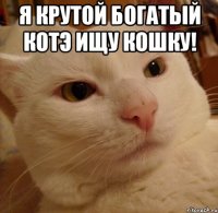 Я крутой богатый котэ ищу кошку! 