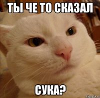 ты че то сказал сука?