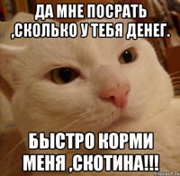 Да мне посрать ,сколько у тебя денег. Быстро корми меня ,скотина!!!