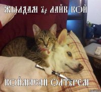 Жылдам 10 лайк кой коймасан олтiрем