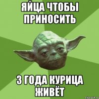 Яйца чтобы приносить 3 года курица живёт