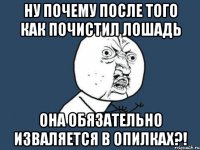 Ну почему после того как почистил лошадь Она обязательно изваляется в опилках?!