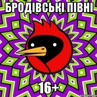 Бродівські півні 16+