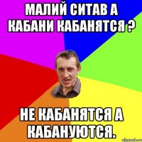 Малий ситав а кабани кабанятся ? Не кабанятся а кабануются.