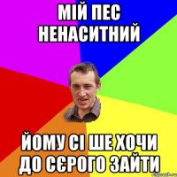 Мій пес ненаситний Йому сі ше хочи до сєрого зайти