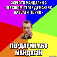 зхрести мандарин з персіком, тепер думаю як назвати гібрид - пердарин або мандасік