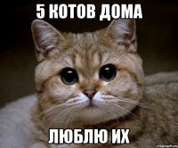 5 котов дома люблю их