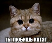  Ты любишь котят