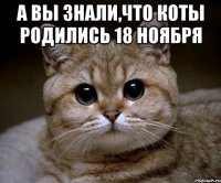 А вы знали,что коты родились 18 ноября 