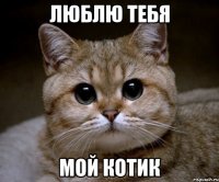 люблю тебя мой котик