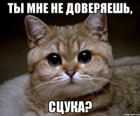 Ты мне не доверяешь, сцука?