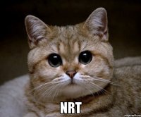  NRT