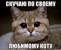 Скучаю по своему любимому коту