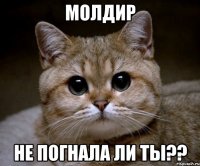 Молдир Не погнала ли ты??