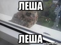 леша леша