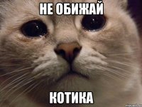 не обижай котика