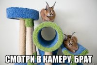  смотри в камеру, брат