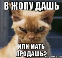 В жопу дашь или мать продашь?
