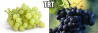 trt 