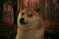 Создать мем fsdf