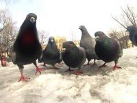 Создать мем Голуби