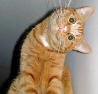 Создать мем котэ