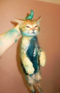 Создать мем котик