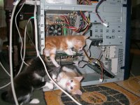 Создать мем котики
