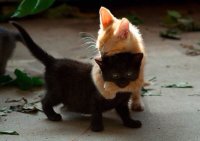 Создать мем Котв