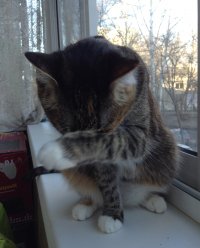Создать мем opopopsonya