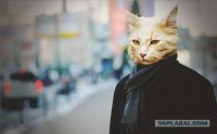 Создать мем Отвечай