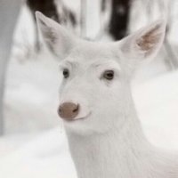 Создать мем Свинеза