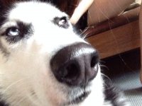 Создать мем СЫВ