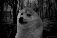 Создать мем verysaddoge