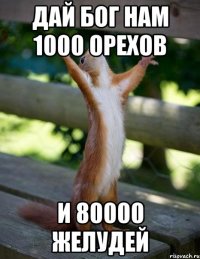 ДАЙ БОГ НАМ 1000 ОРЕХОВ И 80000 ЖЕЛУДЕЙ