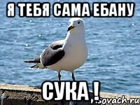 Я тебя сама ебану Сука !