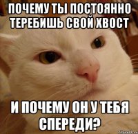 Почему ты постоянно теребишь свой хвост и почему он у тебя спереди?