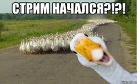 СТРИМ НАЧАЛСЯ?!?! 