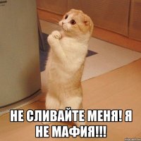  Не сливайте меня! Я не мафия!!!