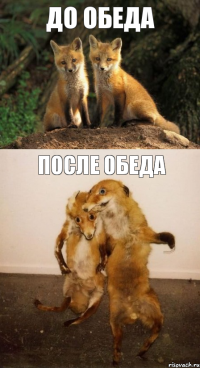 ДО ОБЕДА ПОСЛЕ ОБЕДА