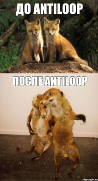 До Antiloop После Antiloop