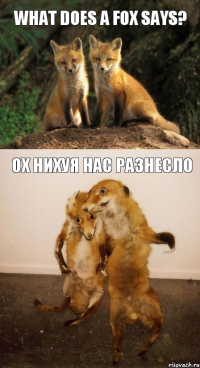 What does a fox says? Ох нихуя нас разнесло