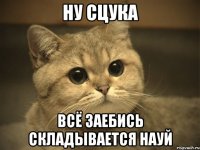 НУ сцука Всё заебись складывается науй