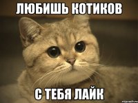 любишь котиков с тебя лайк