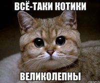 Всё-таки котики великолепны