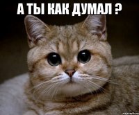 А ты как думал ? 