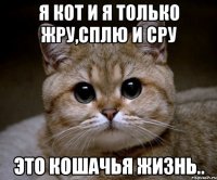 Я кот и я только жру,сплю и сру Это кошачья жизнь..